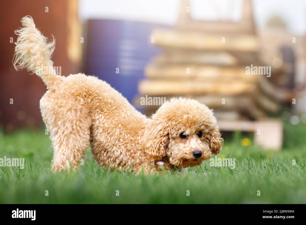 Ein kleiner pfirsichfarbener Welpe tobt im Hof auf dem Gras. Stockfoto