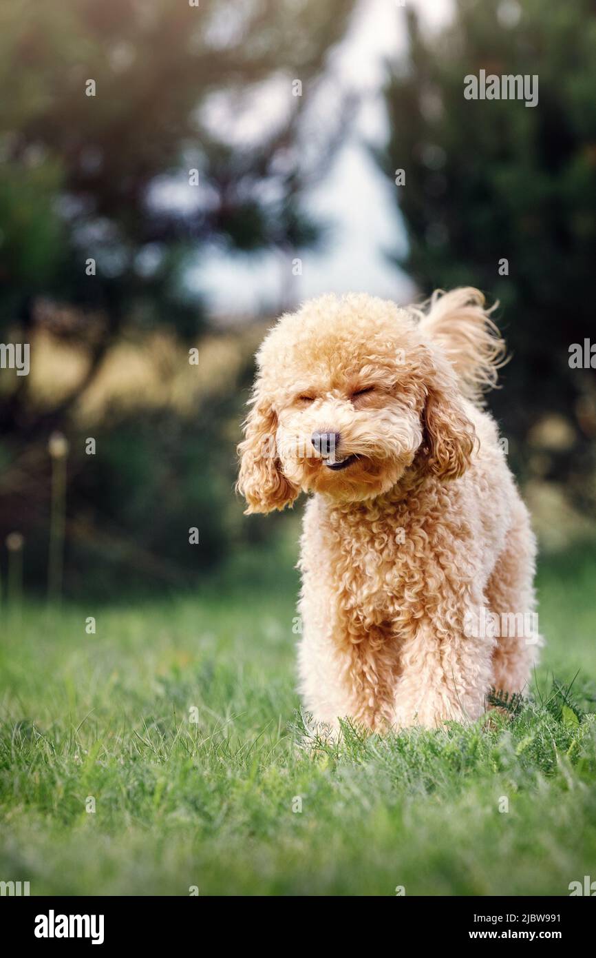 Lustiges, vertikales Foto des hellbraunen Pudel-Welpen. Hund steht auf dem Rasen und er sieht aus wie Lachen. Stockfoto