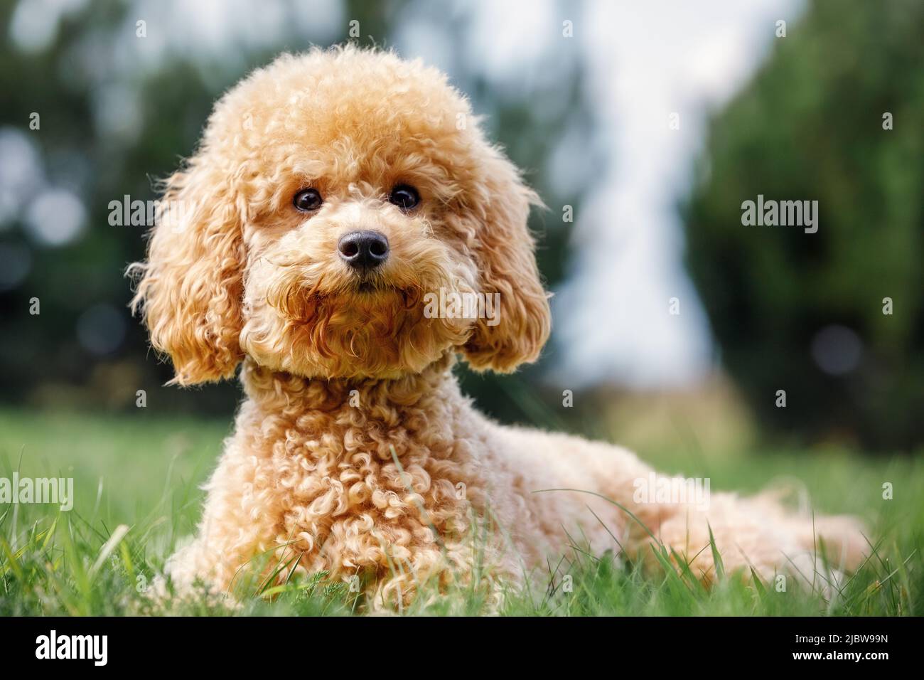 Pudel auf dem Gras. Hund in der Natur. Hund der Pudel Rasse. Der Welpe liegt, lächelt und posiert für die Kamera. Stockfoto