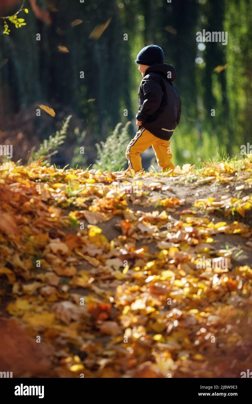 Ein kleiner Junge von hinten spaziert im Herbst in einem sonnigen Park, bedeckt mit gelben Baumblättern. Zurück zur Schule. Selektiver Fokus. Stockfoto