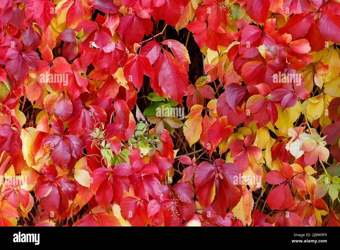 Herbstfarben der Parthenocissus tricuspidata, die auf einer Gartenwand klettert. Stockfoto