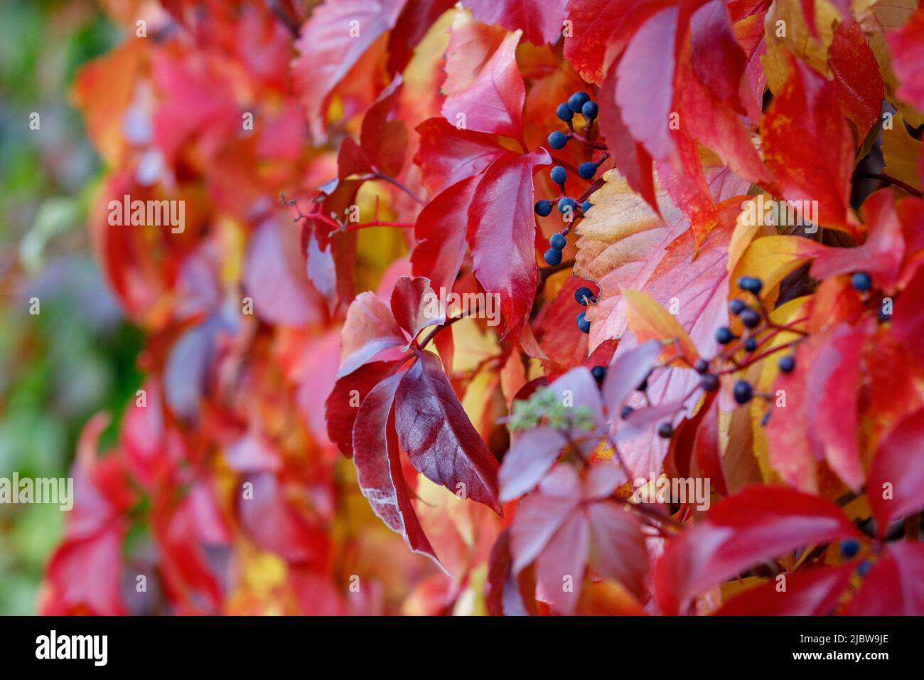 Wunderschöne virginia kriechere Laub mit Beeren im Herbst. Stockfoto
