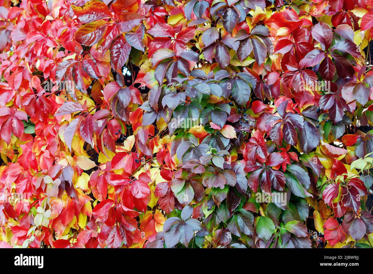 Farbenfrohe rote und grüne Blätter einer Virginia Creeper (Parthenocissus quinquefolia) Rebe Pflanze im Herbst. Stockfoto