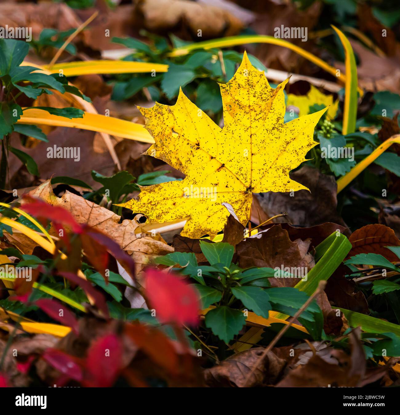 Ein gelbes Ahornblatt, Acer saccharum, liegt in der Sonne auf dem Boden unter anderen Herbstblättern und Weinreben im Herbst, Lancaster County, Pennsylvania Stockfoto