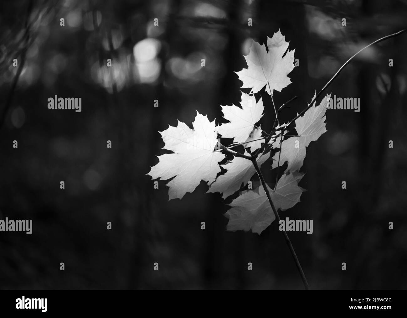 Schwarz-Weiß-Foto des Sonnenlichts, das auf einen Ahornzweig, Acer saccharum, fällt, wodurch die Blätter in der Dunkelheit leuchten, die sie umgibt Stockfoto