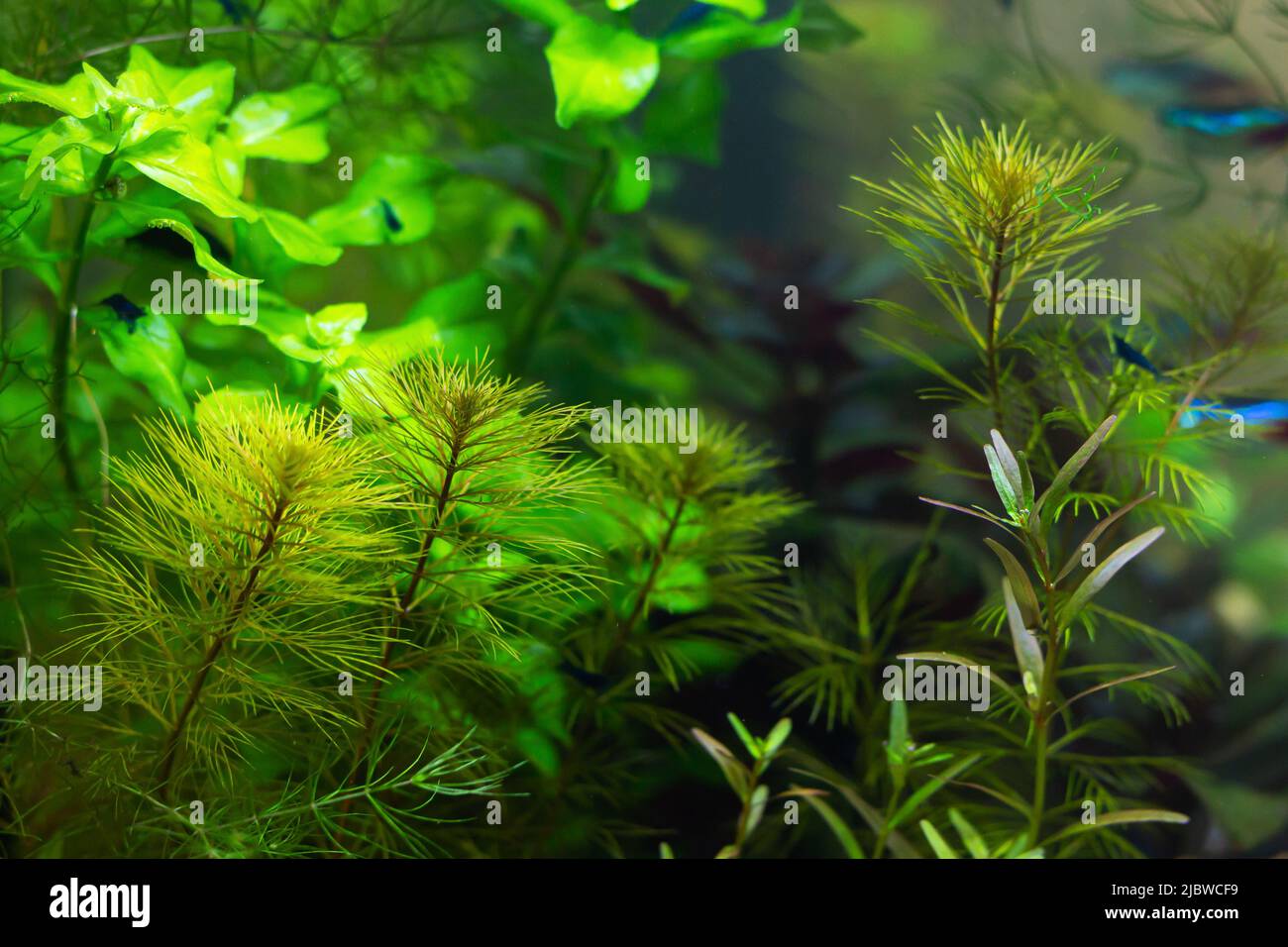 Schönes tropisches Süßwasseraquarium mit Pflanzen und Moos Stockfoto