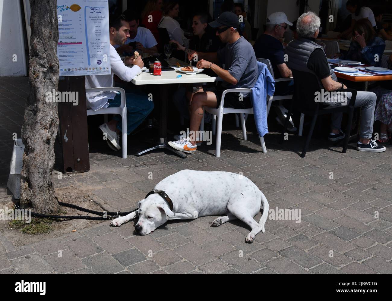 Der Hund schläft im Restaurant in Calella de Palafrugell in Katalonien, Spanien Stockfoto