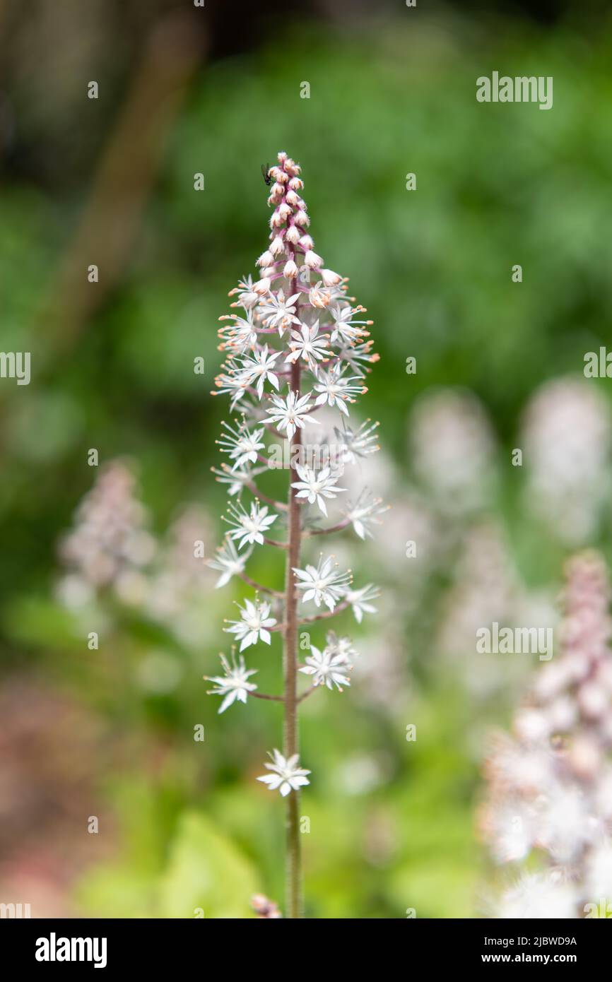 Nahaufnahme von blühenden Blattschäumen (Tiarella cordifolia) Stockfoto