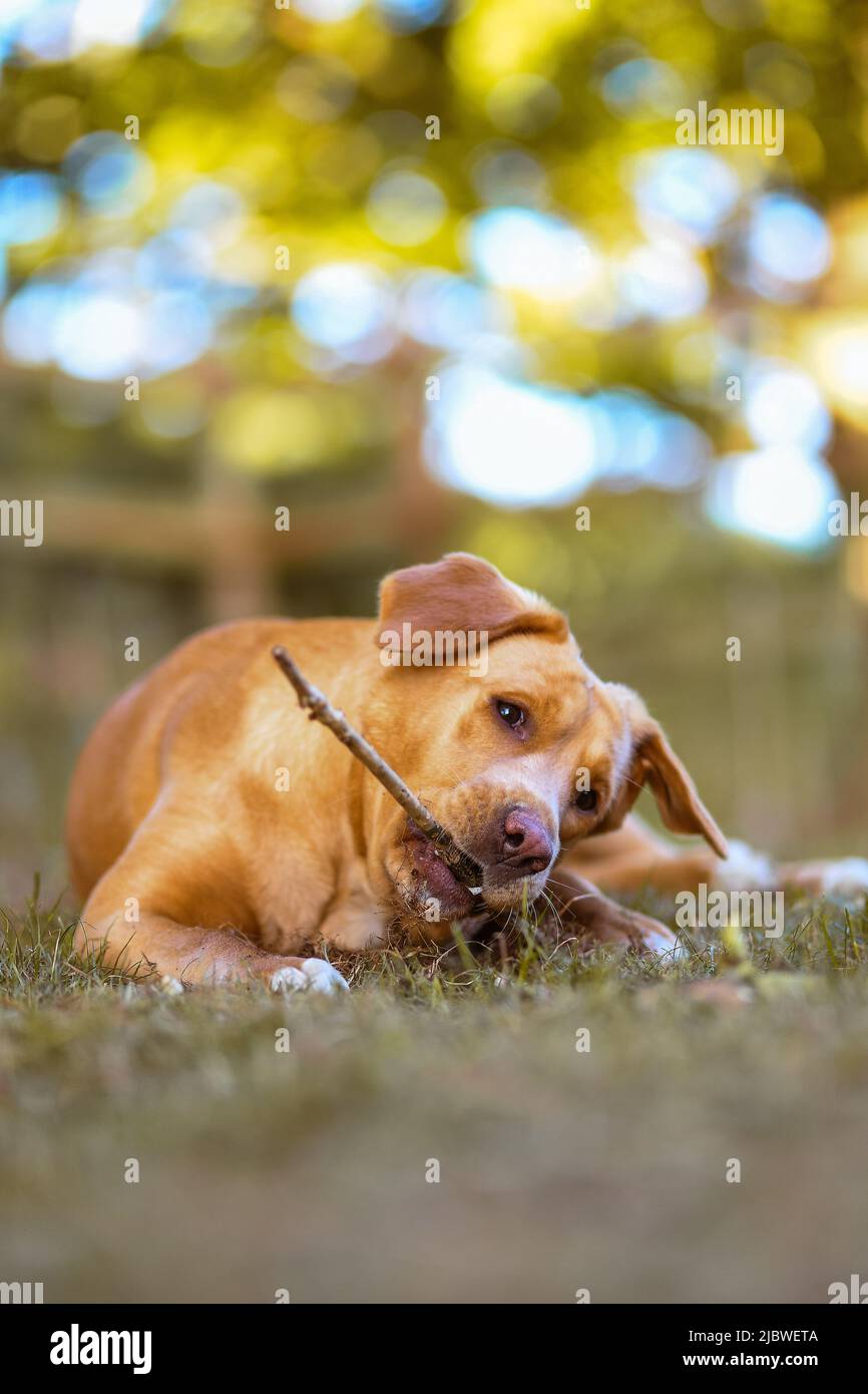 Brown labrador kaut einen Ast, während sie auf dem Gras mit einem schönen cremigen Hintergrund liegt. Stockfoto