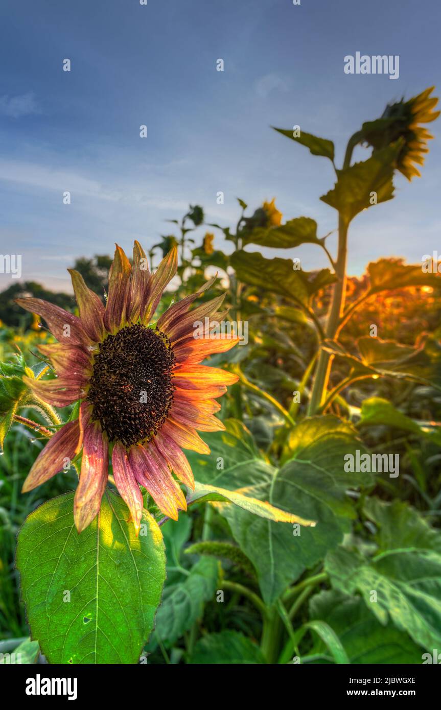 Rötliche Sonnenblume im Feld Sidelit von Rising Sun - Sommer Stockfoto