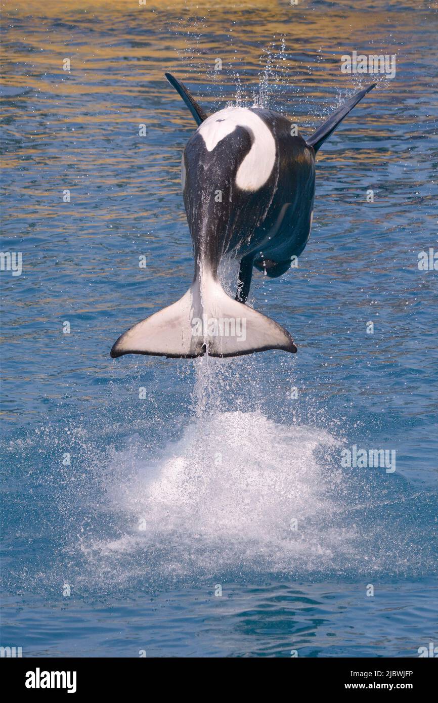 Killerwale (Orcinus Orca) springen aus blauem Wasser und von hinten gesehen Stockfoto