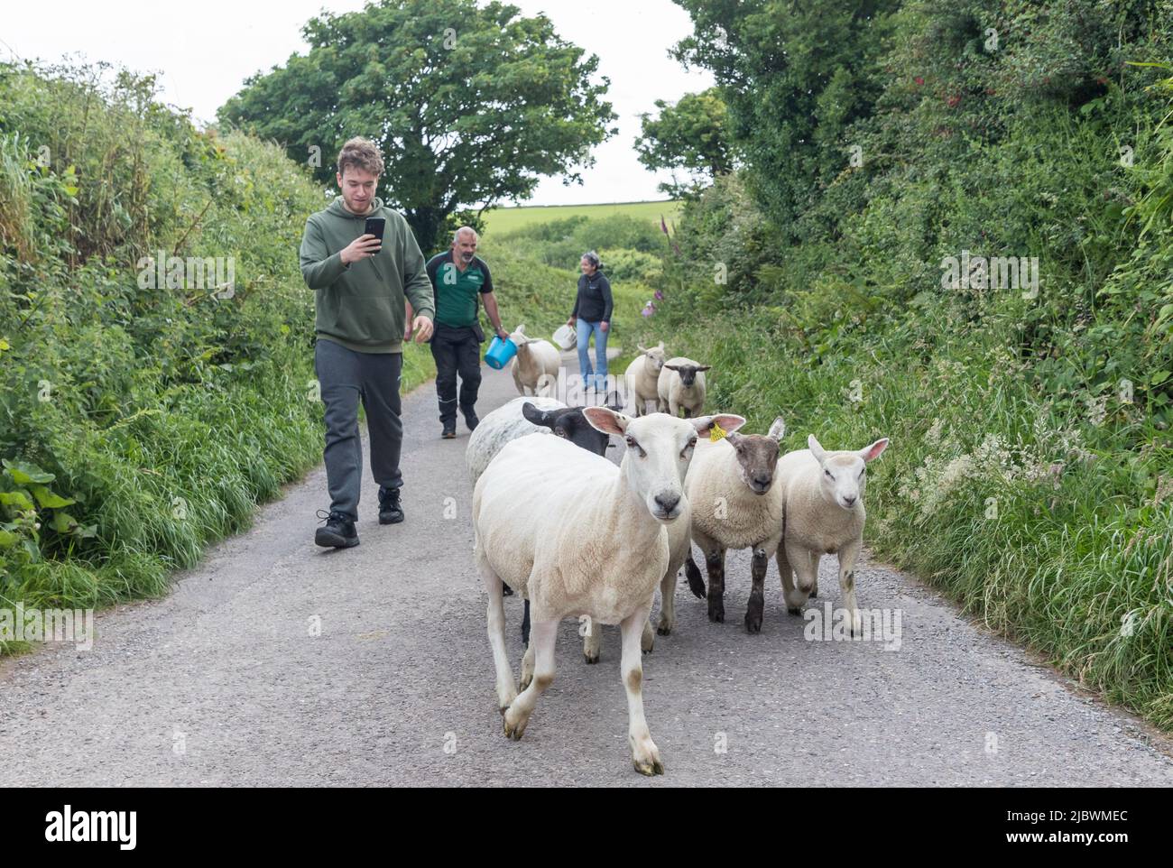 Templebreedy, Crosshaven, Cork, Irland. 08.. Juni 2022. Conor Kowalski zeichnet das Ereignis auf, als Tom Swanton und Anita O' Riordan eine Herde Schafe entlang der Straße zum Friedhof in Templebreedy, Crosshaven, Co. Cork, hüten. Die Schafe werden mit dem überwucherten Gras und zusammen mit lokalen Freiwilligen, die die Aufgabe der Räumung des Friedhofs übernommen haben, helfen. - Credit; David Creedon / Alamy Live News Stockfoto