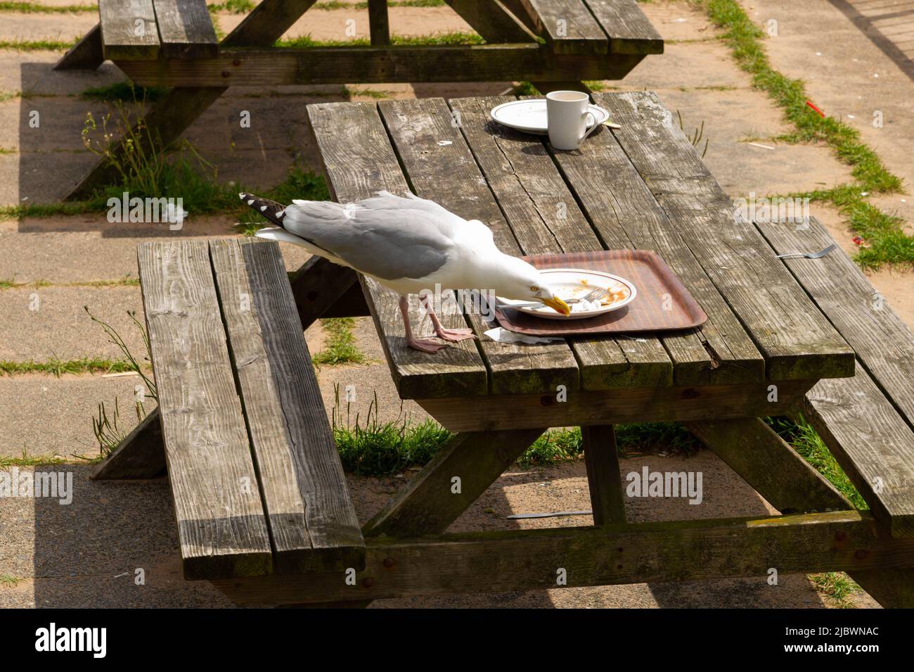 Die Möwe wird in Exmouth, Devon, gejagen Stockfoto