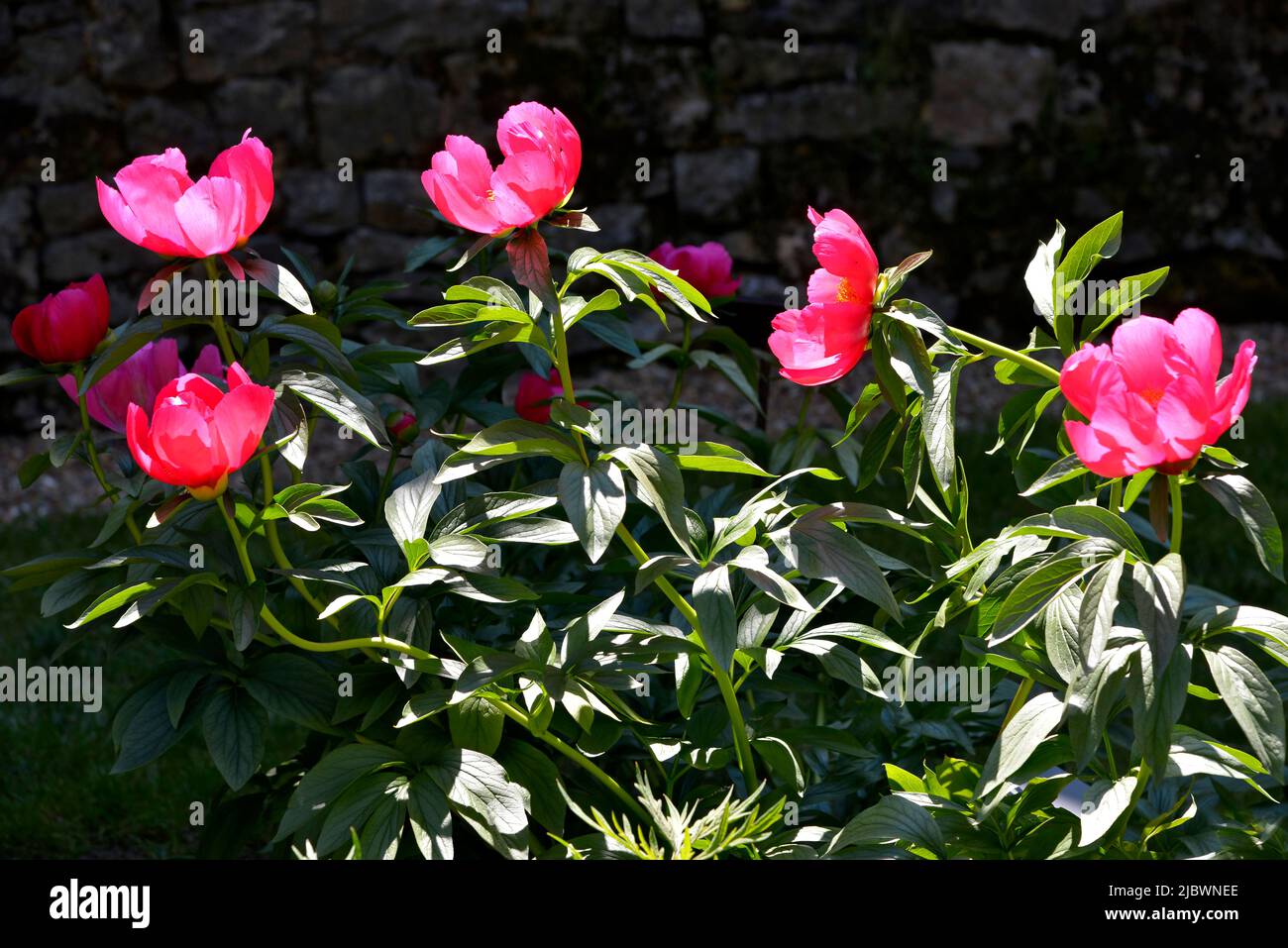 Closeup Roter Chinesischer blumen Pfingstrosen (Paeonia lactiflora) Stockfoto