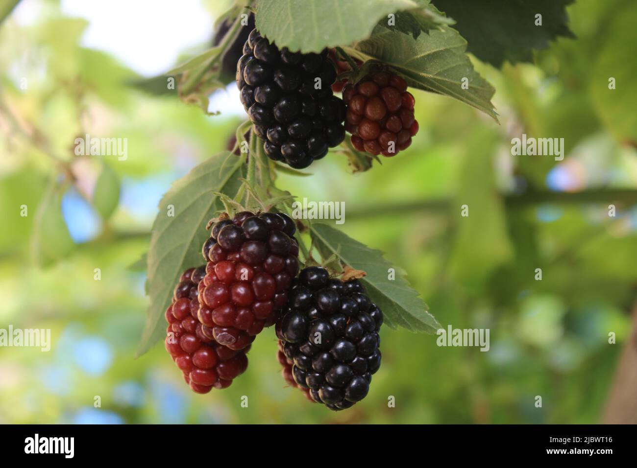 Bio saftige frische Brombeeren auf Ast und verschwommene grüne Blätter. Bush mit schönen reifen Brombeerbeeren. Selektiver Fokus auf köstliche süße Brombeere und unreife rote Beeren im Garten. Stockfoto