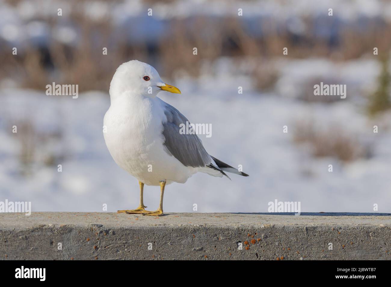 MEW-Möwe oder kurz-abgerechnete Möwe im Denali-Nationalpark Stockfoto