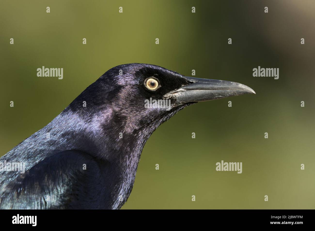 Nahaufnahme eines Porträts von Common Grackle vor grünem Bokeh-Hintergrund mit Kopierfläche Stockfoto