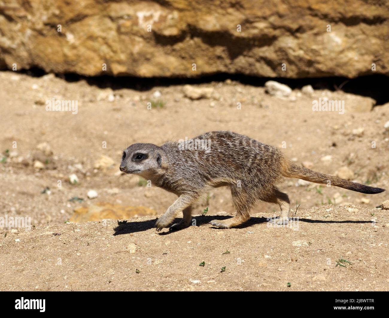 Erdmännchen oder surikate (Suricata), die am Boden gehen und vom Profil aus gesehen werden Stockfoto