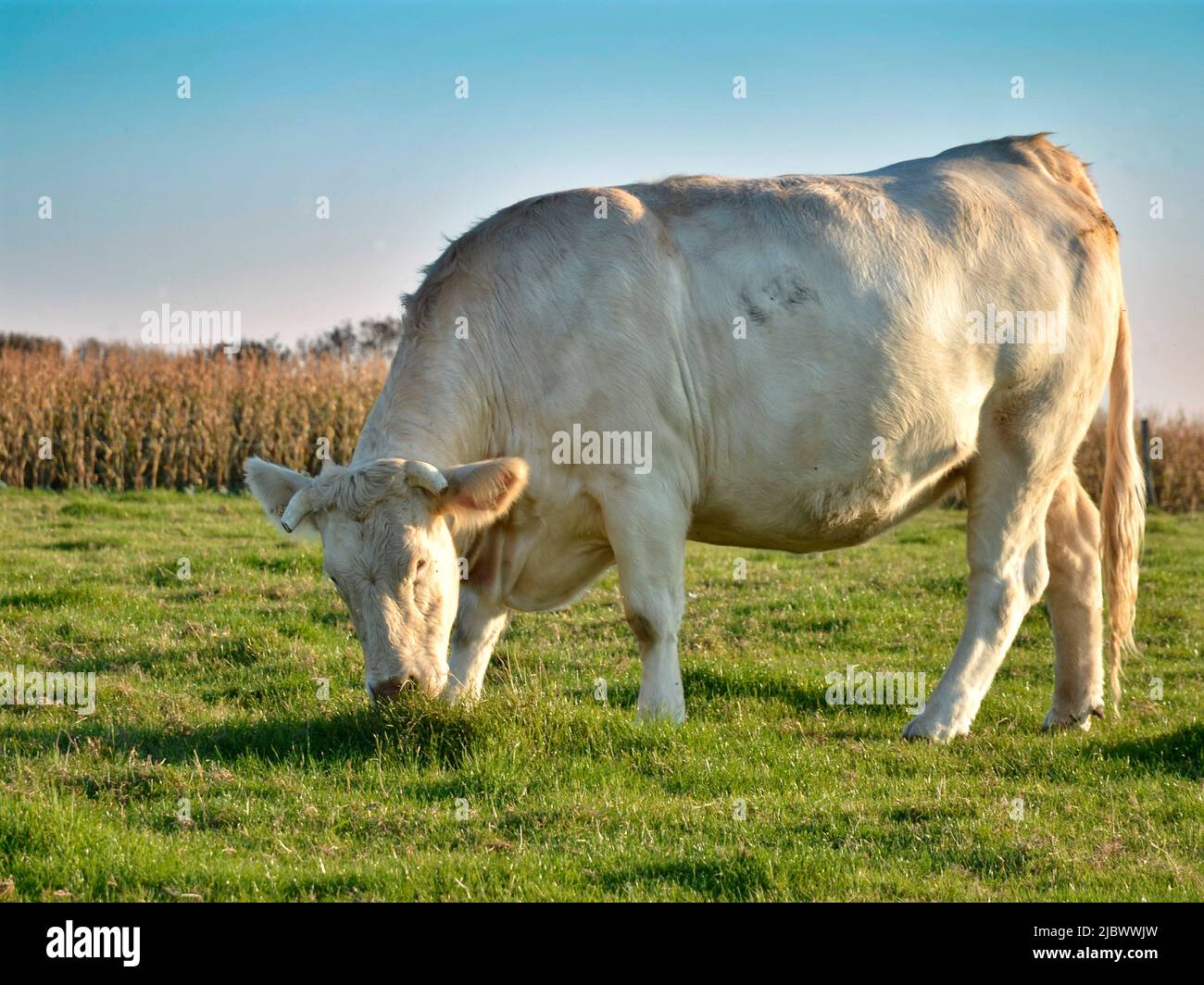 Closeup Profil Kuh (Bos) Weiden in der Haute-Normandie in Frankreich im Hinblick auf Sonnenuntergang Stockfoto