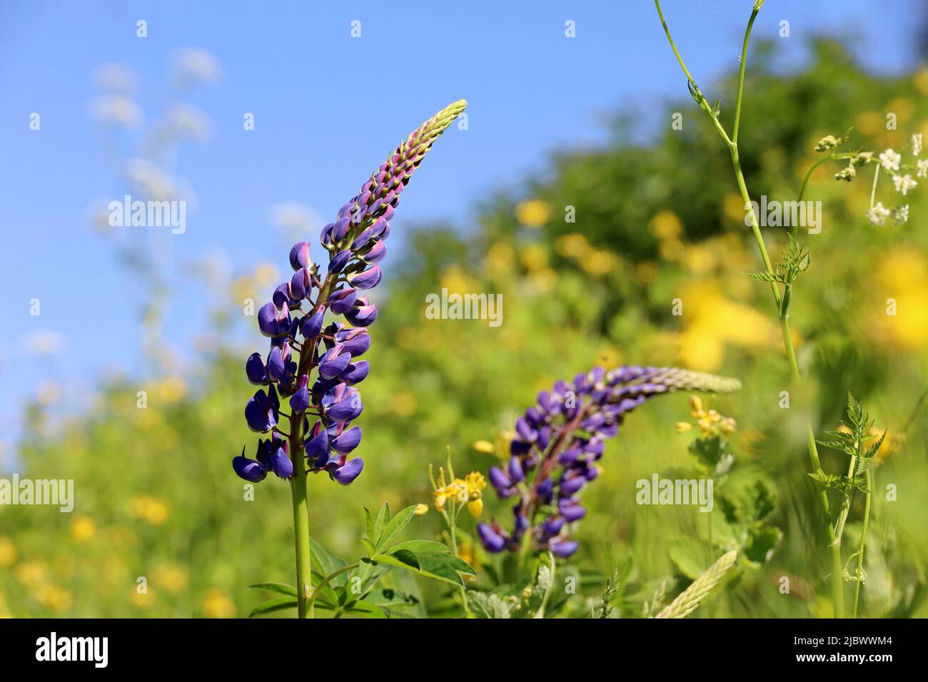 Lupinenblüten blühen auf einer Sommerwiese. Lila und gelbe Wildblumen im grünen Gras am Berghang Stockfoto
