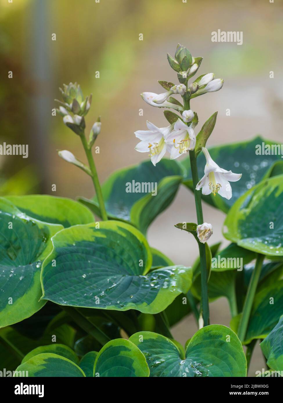 Weiße, lilienartige Blüten der sommerlich blühenden bunten Laub-Staude, Hosta 'Frances Williams' Stockfoto