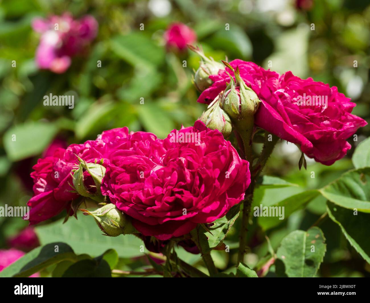 Duftende rote Sommerblumen der winterharten, wiederholenden Damaszenrose, Rosa 'De Recht' Stockfoto