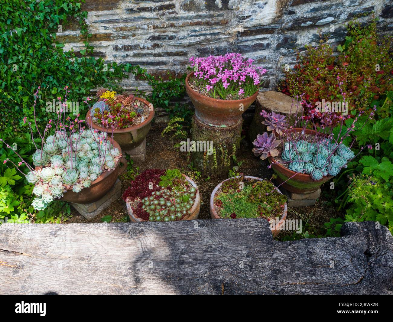 Töpfe von Echeveria, Sempervivum, Rhodohypoxis baurii und anderen Sukkulenten im ummauerten Garten des Garden House, Devon Stockfoto