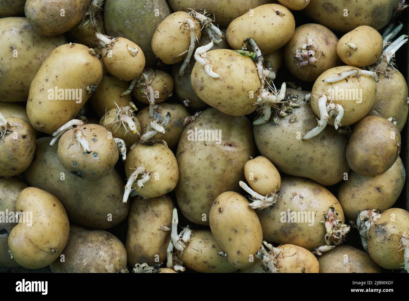 Hintergrundtextur Von Alten Kartoffeln Mit Sprossen Stockfoto