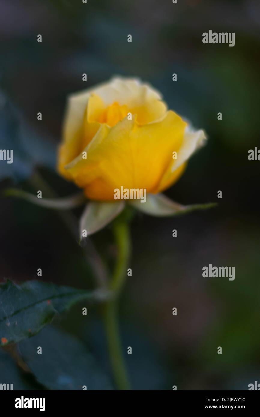 Gelbe Rosenblüte wächst in der italienischen Landschaft Stockfoto