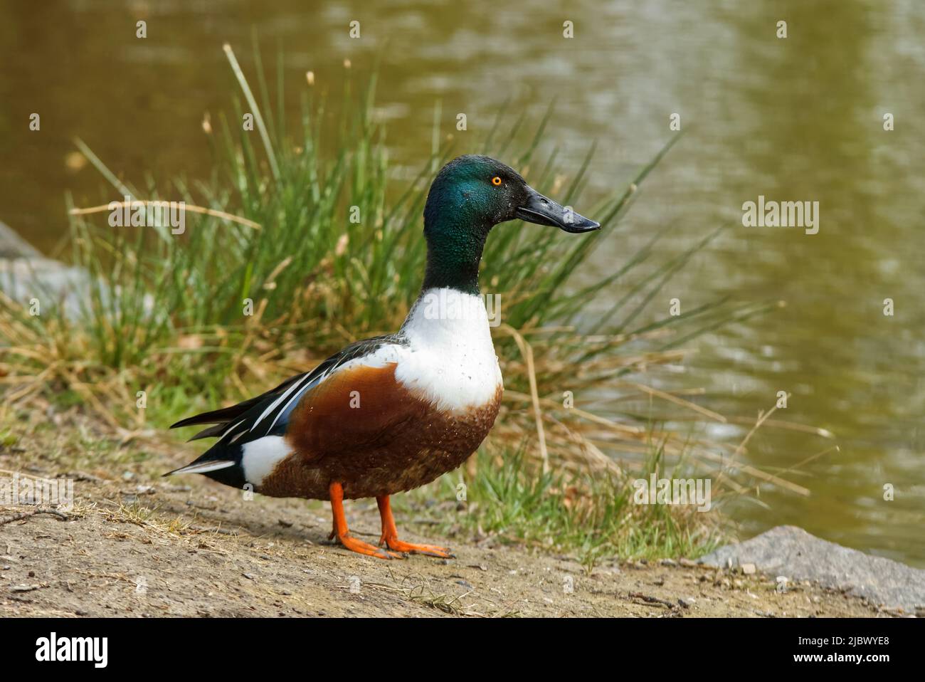 Nördliche Schaufelmaschine, Spatel Clypeata am Strand des Seeufers in natürlichem Lebensraum. Selektiver Fokus, keine Menschen. Stockfoto