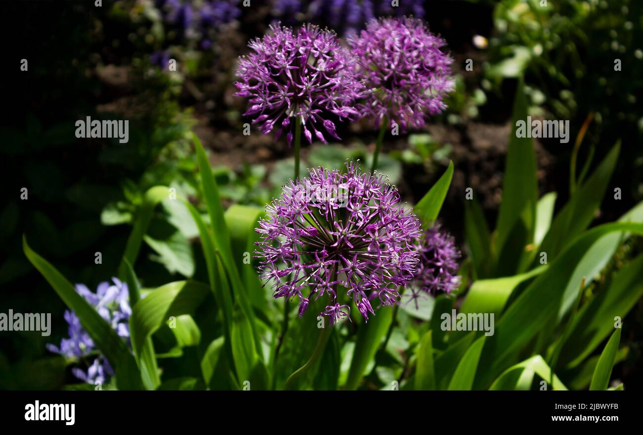 Zwiebeln blühen im Frühling. Lila ornamentale Zwiebelblume, Nahaufnahme. Kugelblume. Pflanzen einer dekorativen Schleife für Landschaft Design-Konzept. Stockfoto