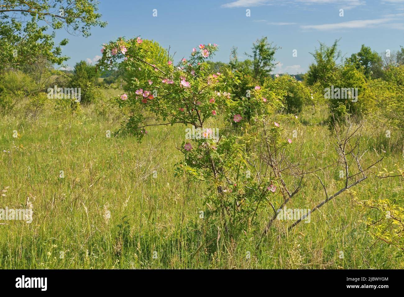 Blühender Busch der Rosa canina, Hunderosenbusch auf einer Wiese. Landschaftsorientierung, keine Menschen. Stockfoto