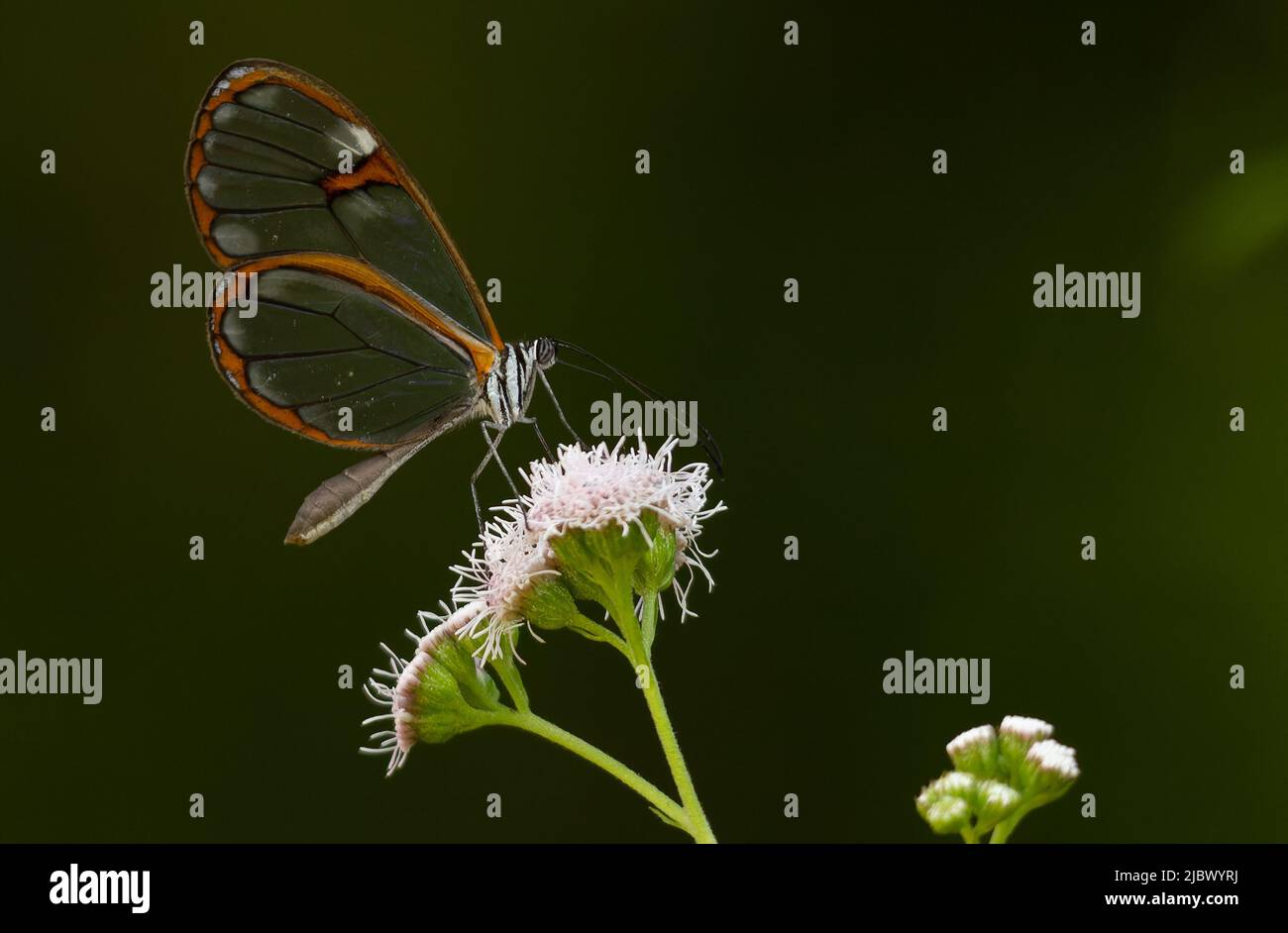 Butterflys von brasilien Stockfoto