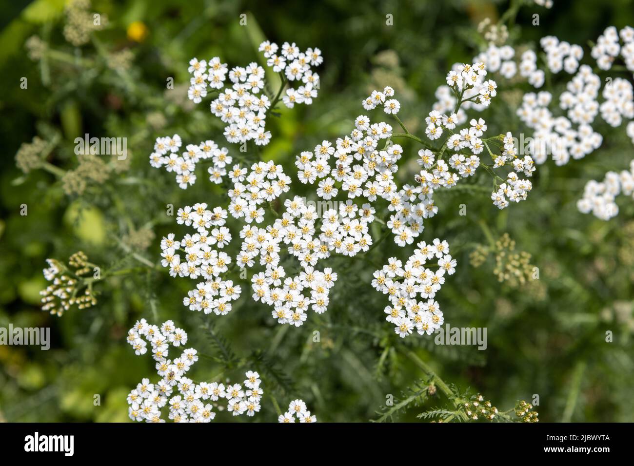 Weiße Schafgarben-Blüten aus nächster Nähe Stockfoto