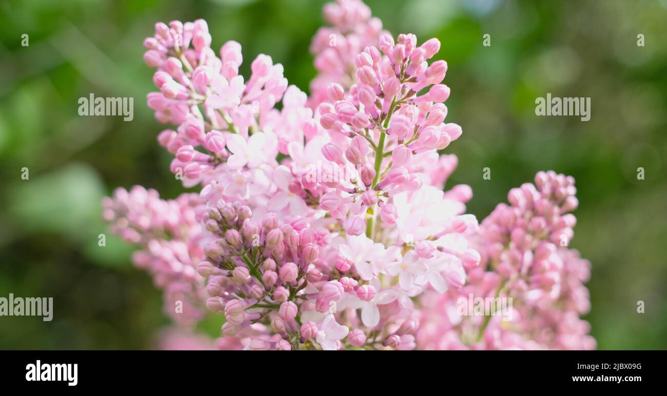 Heller natürlicher Hintergrund für Ihre Projekte aus rosa Fliederblüten vor dem Hintergrund grüner Bäume. Stockfoto