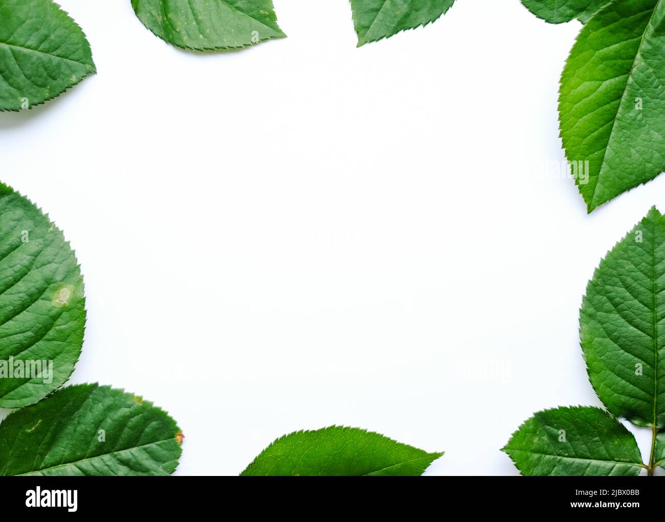 Hinterlässt die Komposition. Rahmen aus grünen Blättern auf weißem Hintergrund. Hochzeitstag, Muttertag und Frauentag Konzept Stockfoto