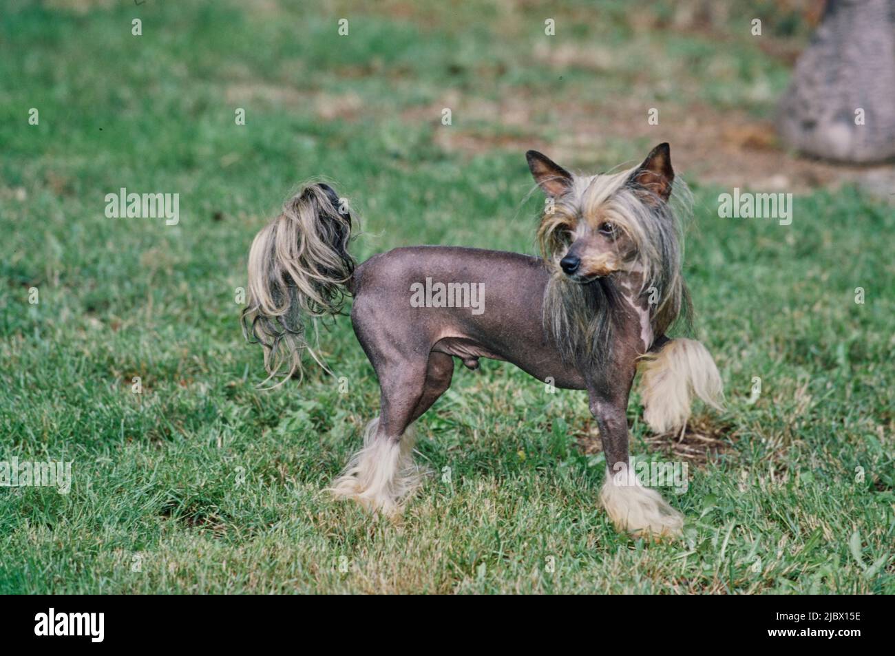 Ein chinesischer kaschierter haarloser Hund auf Gras Stockfoto