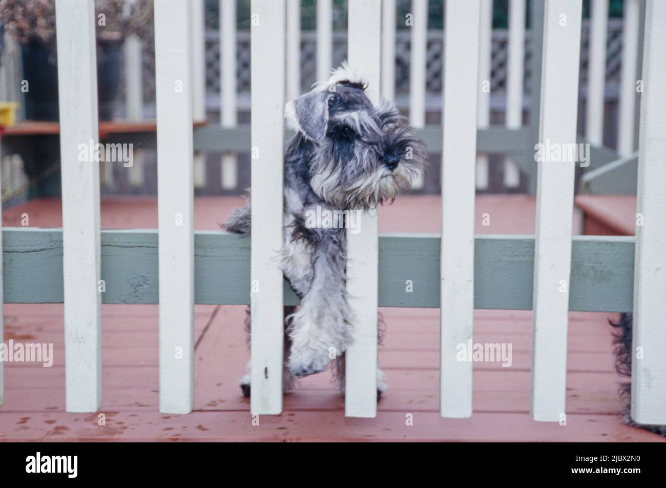 Ein Schnauzer hinter einem weißen Zaun Stockfoto