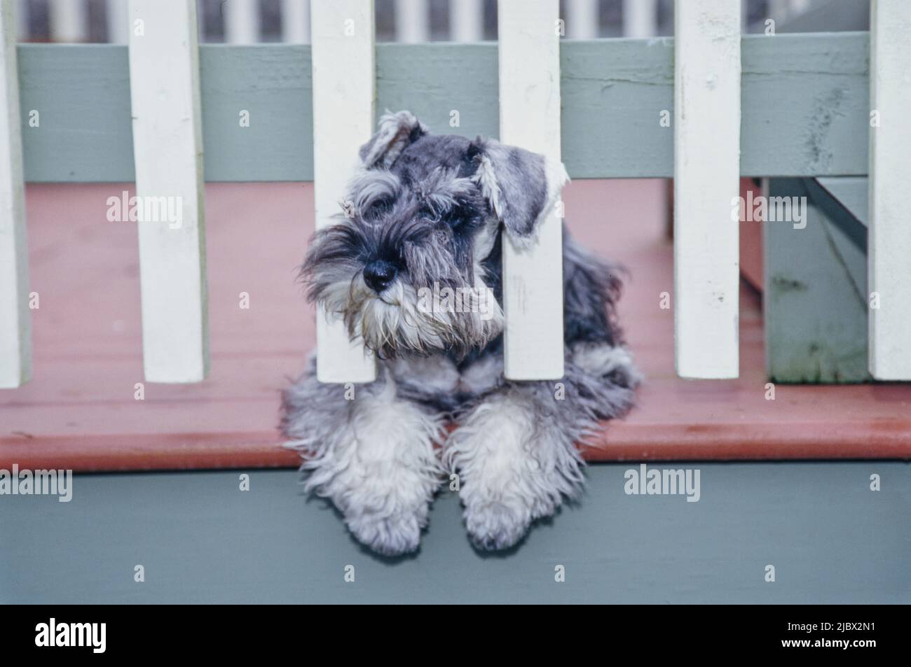 Ein Schnauzer hinter einem weißen Zaun Stockfoto