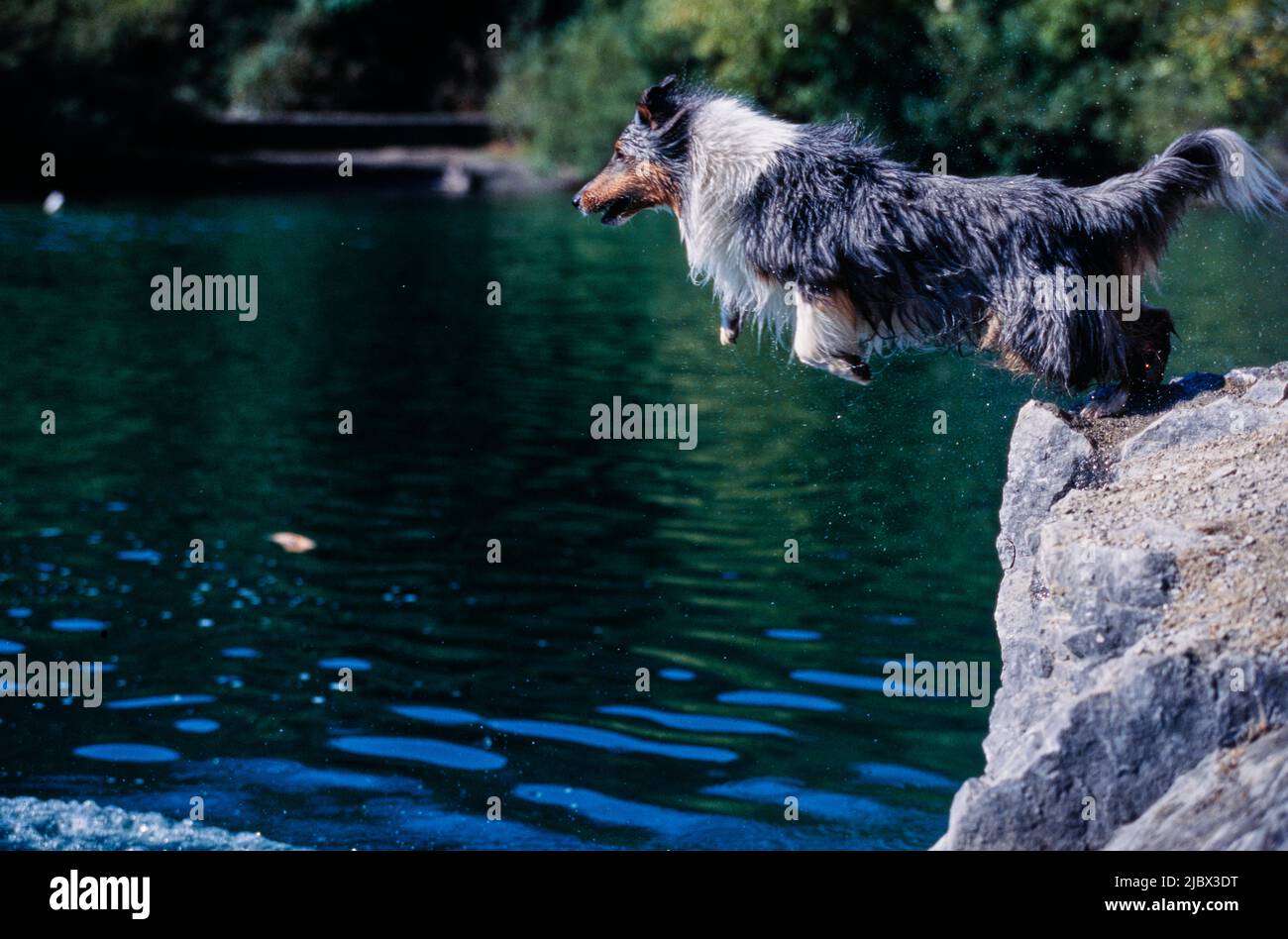 Ein Regal springt ins Wasser Stockfoto