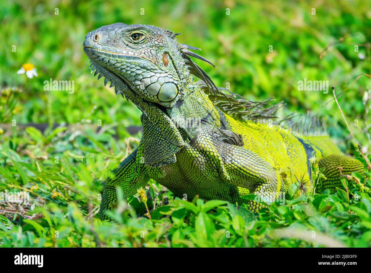Leguan in San Juan, Puerto Rico. Stockfoto