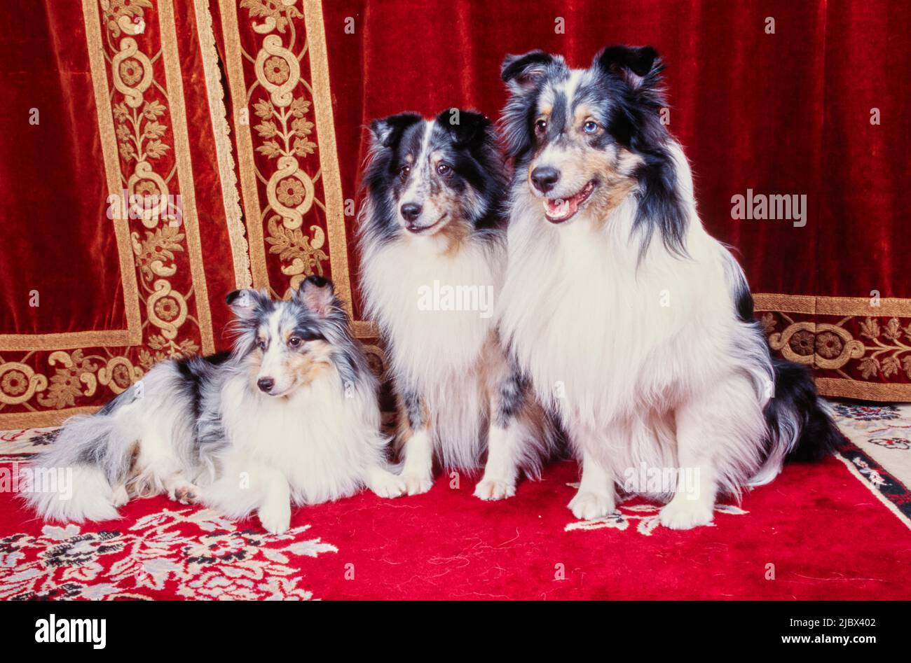 Sheltie Hunde auf einem roten Teppich Stockfoto