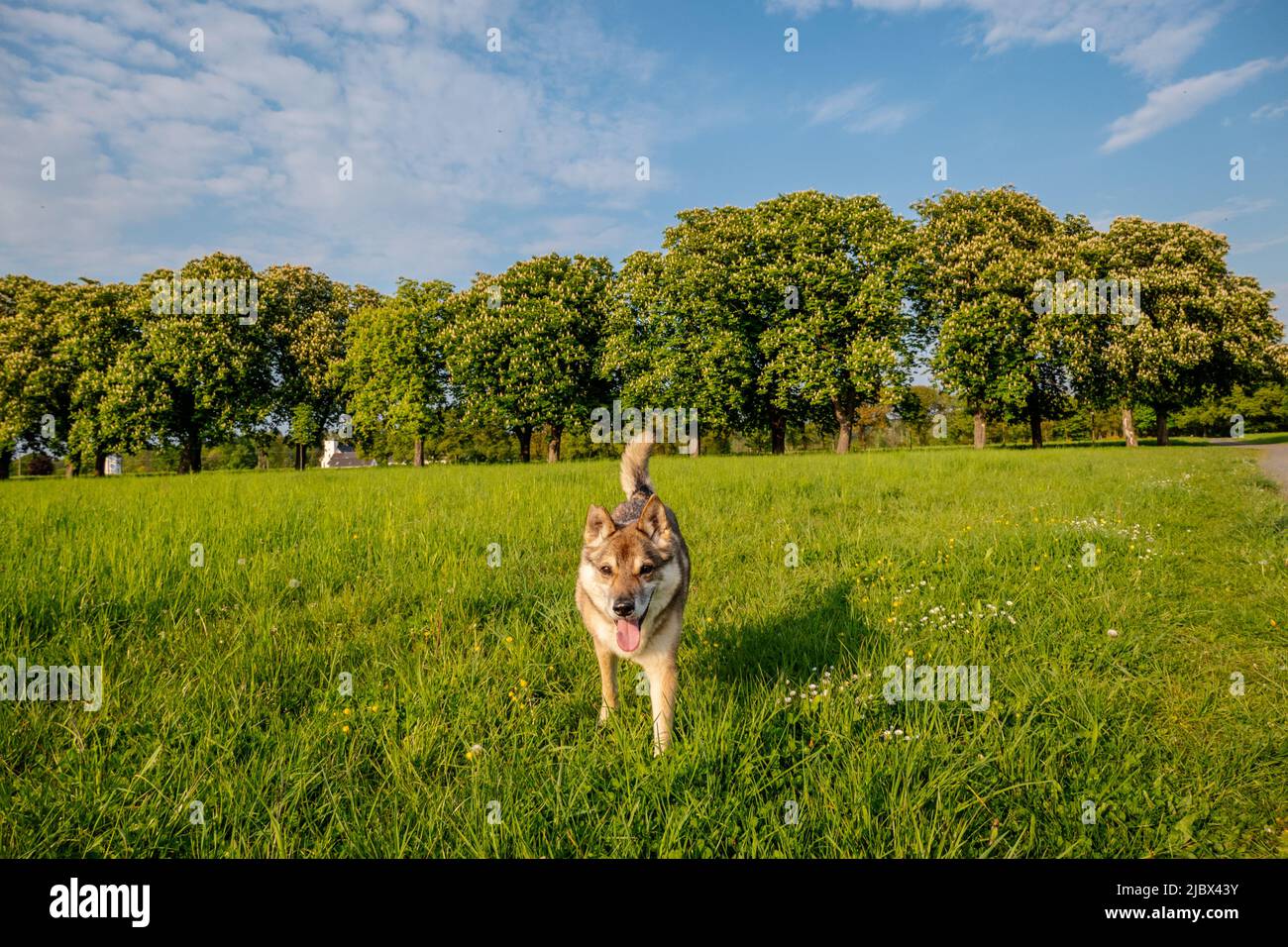 Frühling Frische Naturlandschaft auf dem Rheinsteig in Bruchhausen Deutschland Stockfoto