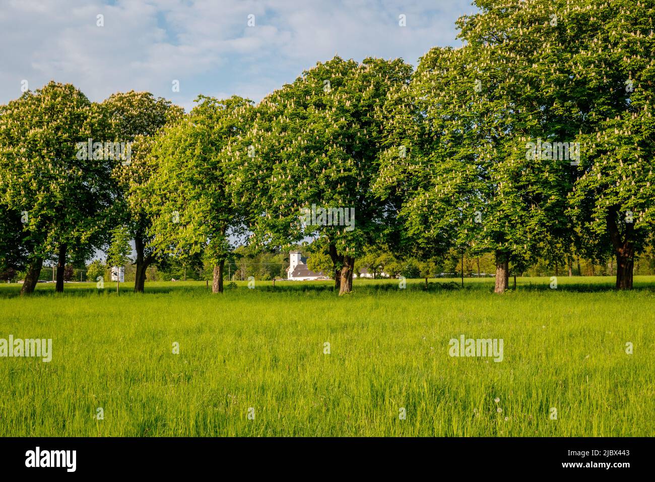 Frühling Frische Naturlandschaft auf dem Rheinsteig in Bruchhausen Deutschland Stockfoto