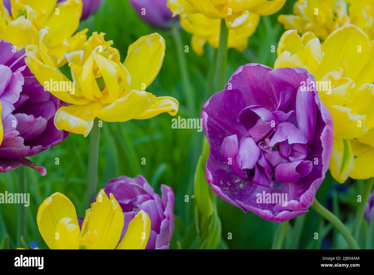 Lila Tulpe negrita Doppel-und gelbe Tulpe monte carlo Blumen - close up Stockfoto