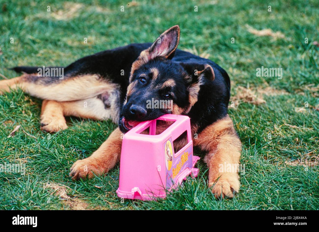 Ein deutscher Schäferhund im Gras Stockfoto