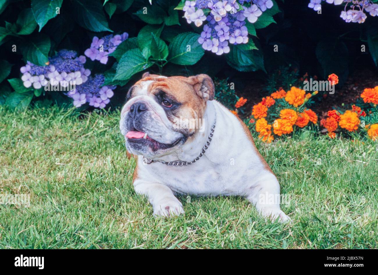 Eine englische Bulldogge, die auf Gras vor violetten und orangen Blumen liegt Stockfoto