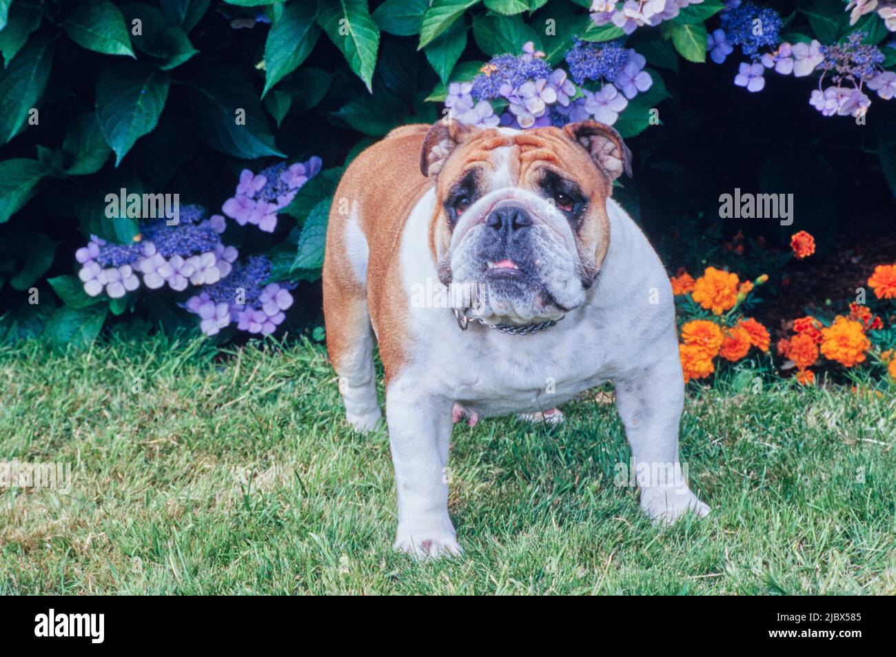 Eine englische Bulldogge, die auf Gras vor violetten und orangen Blumen steht Stockfoto