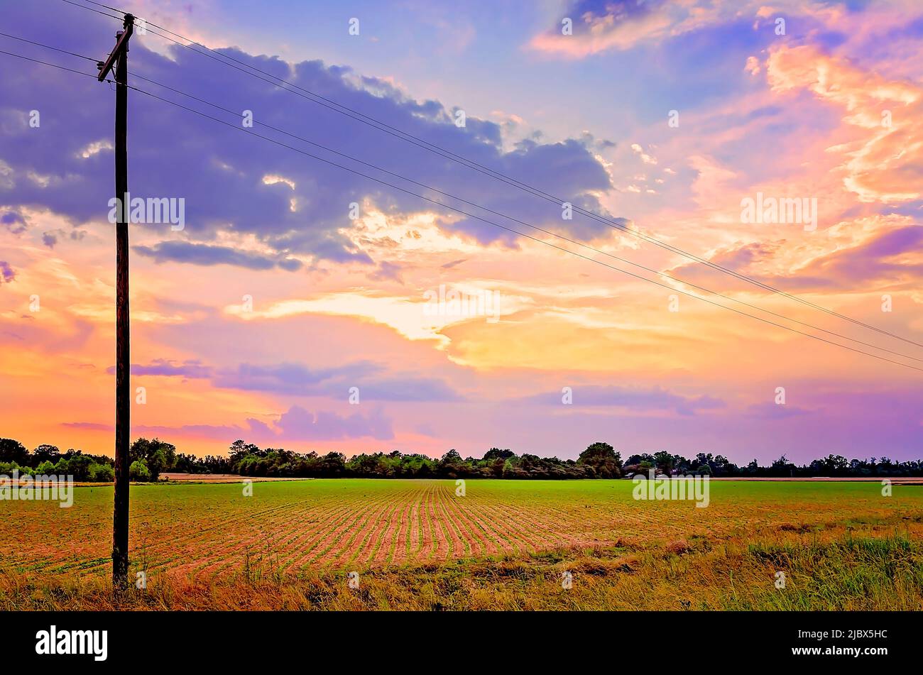 Hölzerne Strommasten transportieren Strom zu ländlichen Stromkunden, 17. Mai 2012, in Columbus, Mississippi. Stockfoto