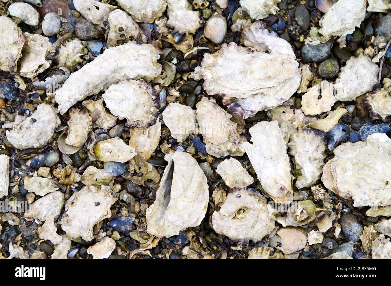 Austern- und Muschelschalen an einem felsigen Strand am Hood Canal in Washington, USA. Stockfoto